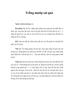 Tài liệu Trồng mướp sai quả ppt