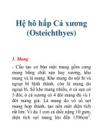 Tài liệu Hệ hô hấp Cá xương (Osteichthyes) doc