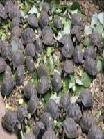 Tài liệu Kĩ thuật nuôi ba ba ppt