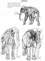 Tài liệu The Art Of Animal Drawing - Phần 5 ppt
