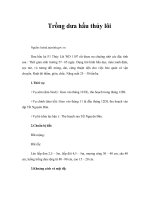 Tài liệu Trồng dưa hấu thủy lôi ppt