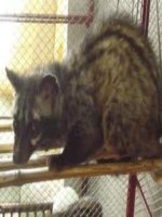 Tài liệu Kỹ thuật nuôi cầy hương pdf