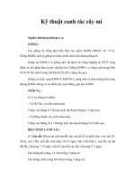 Tài liệu Kỹ thuật canh tác cây mì docx