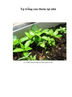 Tài liệu Tự trồng rau thơm tại nhà docx