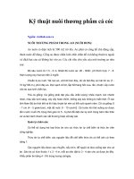 Tài liệu Kỹ thuật nuôi thương phẩm cá cóc docx