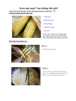 Tài liệu Kem ngô ngọt? Sao không thử nhỉ? ppt