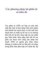 Tài liệu Các phương pháp lai phân tử và mẫu dò ppt