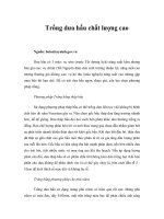 Tài liệu Trồng dưa hấu chất lượng cao doc