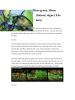 Tài liệu Blue-green, Slime (Smear) algae (Tảo lam) doc