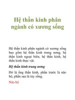 Tài liệu Hệ thần kinh phân ngành có xương sống docx