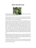 Tài liệu Nhận dạng Sầu riêng ppt