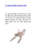 Tài liệu Cơ quan hô hấp của lớp Chim pdf