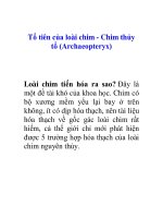 Tài liệu Tổ tiên của loài chim - Chim thủy tổ (Archaeopteryx) pptx