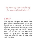 Tài liệu Hệ cơ và sự vận chuyển lớp Cá xương (Osteichthyes ) doc