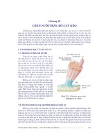 Tài liệu Giáo trình Chăn nuôi trâu bò - Chương 10 docx