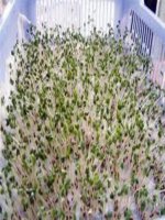 Tài liệu Phương pháp trồng rau mầm doc