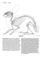 Tài liệu Figure Drawing - Rabbit, Squirrel, Kangaroo pptx