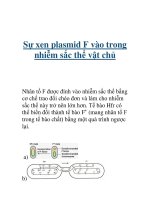 Tài liệu Sự xen plasmid F vào trong nhiễm sắc thể vật chủ ppt
