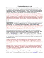 Tài liệu Sự phát triển phôi thực vật (Ngôn ngữ Anh-Việt) doc