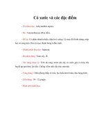 Tài liệu Cỏ xước và các đặc điểm pdf