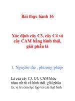 Tài liệu Xác định cây C3, cây C4 và cây CAM docx