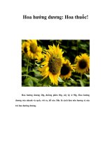 Tài liệu Hoa hướng dương: Hoa thuốc! pptx