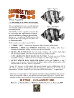Tài liệu Siamese Tiger Fish doc