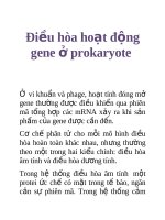 Tài liệu Điều hòa hoạt động gene ở prokaryote pptx