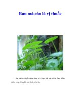 Tài liệu Rau má còn là vị thuốc ppt