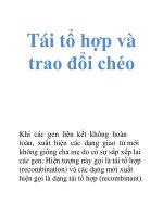 Tài liệu Tái tổ hợp và trao đổi chéo docx