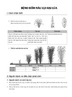 Tài liệu Bệnh đốm nâu lụi hại lúa docx