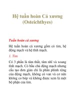 Tài liệu Hệ tuần hoàn Cá xương (Osteichthyes) docx