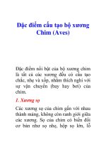 Tài liệu Đặc điểm cấu tạo bộ xương Chim (Aves) doc
