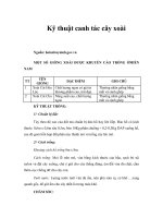 Tài liệu Kỹ thuật canh tác cây xoài docx