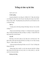 Tài liệu Trồng cà tím vụ hè thu docx