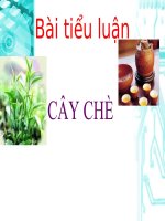 Tài liệu Bài tiểu luận 
