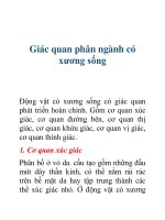 Tài liệu Giác quan phân ngành có xương sống pptx