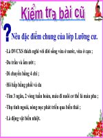 Thằn Lằn Bóng đuôi dài môn sinh học 7