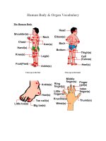 Tài liệu Human Body & Organ Vocabulary doc