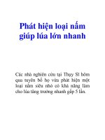 Tài liệu Phát hiện loại nấm giúp lúa lớn nhanh doc