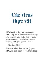 Tài liệu Các virus thực vật pptx