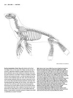 Tài liệu Figure Drawing - Sea lion, Gorilla, Human pdf