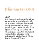Tài liệu Dấu vân tay DNA docx