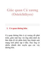 Tài liệu Giác quan Cá xương (Osteichthyes) ppt