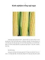 Tài liệu Kinh nghiệm trồng ngô ngọt ppt