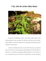 Tài liệu Cây chó đẻ (trân châu thảo) pdf