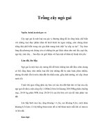 Tài liệu Trồng cây ngò gai pdf