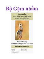 Tài liệu Bộ Gặm nhấm pptx