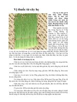 Tài liệu Vị thuốc từ cây hẹ pptx