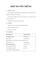 Tài liệu Giáo án 5 tuổi - MỘT SỐ CÔN TRÙNG ppt